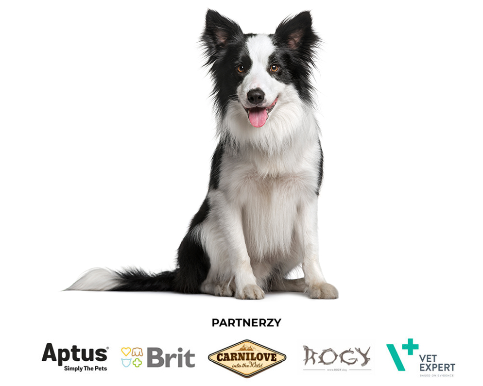 Border collie – Brit